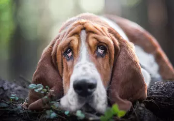 Hunde werden sich nicht mehr langweilen! ...