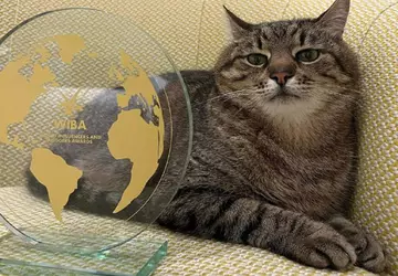 Die Kharkiv-Katze Stepan erhielt in Cannes ...