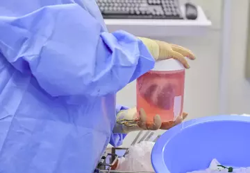 Forscher haben gentechnisch veränderte Schweineherzen in ...