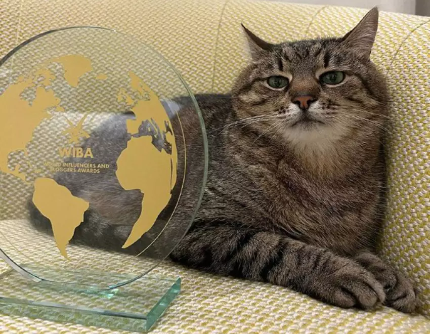 Die Kharkiv-Katze Stepan erhielt in Cannes einen internationalen Preis für Blogger, nachdem er 10.000 US-Dollar für ukrainische Tiere gesammelt hatte