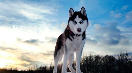 HUSKYX Kryptowährung steigt in zwei Tagen um 34.368%