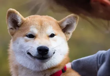 Binance verschenkt 45.000 Shiba Inu kostenlos ...