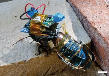 Wissenschaftler verwandelten eine Kakerlake aus Madagaskar ...