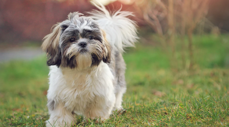 Das Kryptowährungs-Meme Shih Tzu ist in wenigen Minuten um 847 800% gestiegen