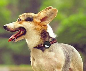 PetFon Pet-GPS-Echtzeit-Tracking-Halsband Gerät