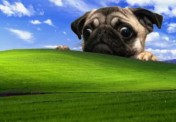 Windows XP bleibt das beliebteste Betriebssystem ...