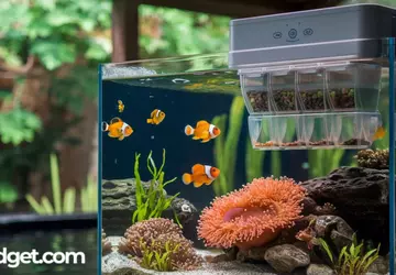 Bester Fischfutterautomat