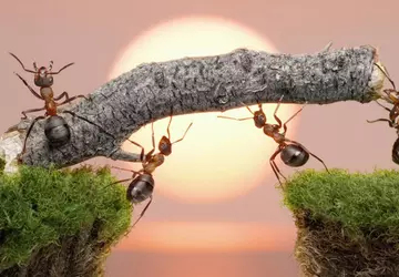 Fühlen Sie sich wie ein Insekt: ...