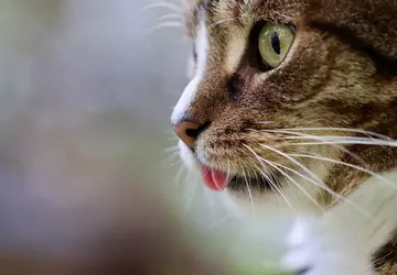 Das Auge einer Katze half koreanischen ...