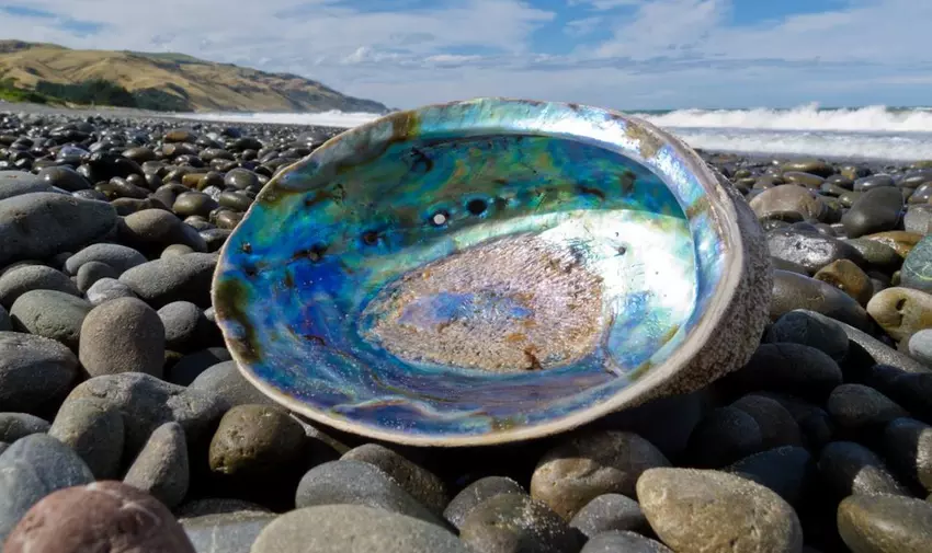 Muschelstruktur könnte die Grundlage für unzerbrechliches Glas für Smartphones sein