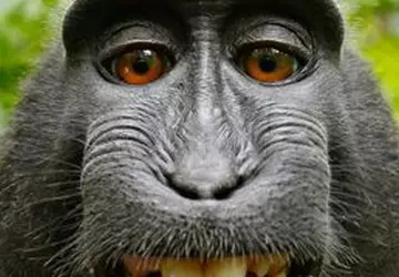 Wissenschaftler haben das Sehvermögen eines Affen ...