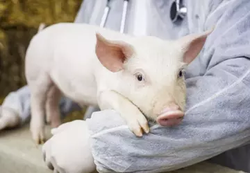 Wissenschaftler stellen Organfunktionen bei Schweinen eine ...