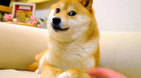 Kabosu, der Hund aus dem Doge-Mem, ist in seinem 18. Lebensjahr gestorben