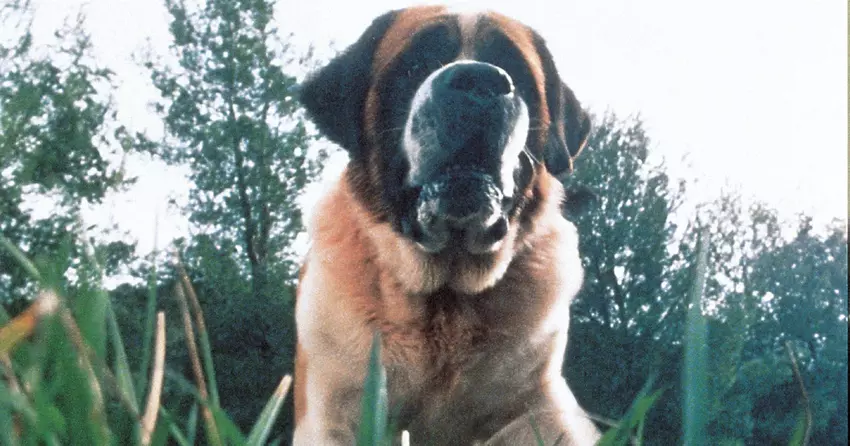 Netflix plant eine Neuverfilmung von Kings Roman Cujo über einen schrecklichen Hund