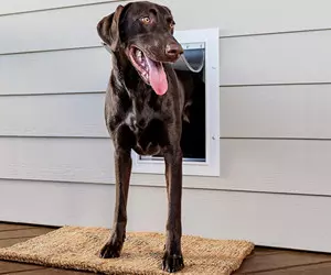 PetSafe New Wall Entry Hunde- und ...