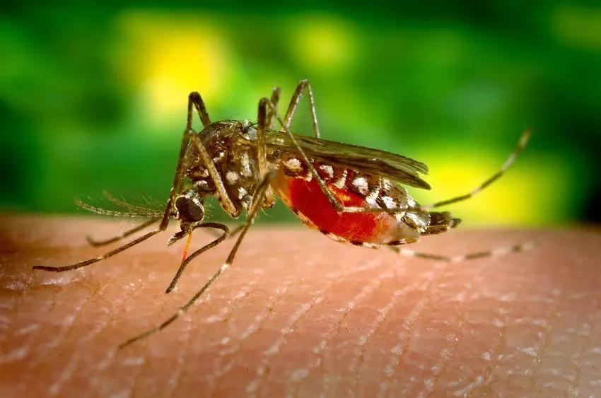 Zika-Virus könnte eine Waffe gegen Hirnkrebs sein
