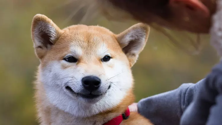 Binance verschenkt 45.000 Shiba Inu kostenlos ...