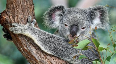 Australien legalisiert polizeiliches "Hacken" von sozialen Medien