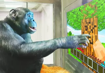 Ein Affe spielt Minecraft - und ...