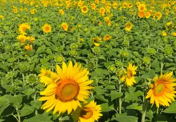 Ein Video zeigt, wie Pflanzen aus ...