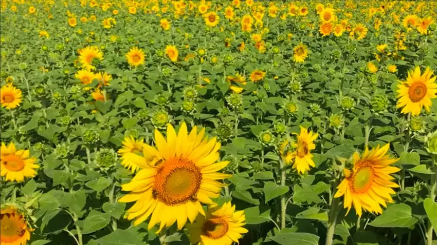 Ein Video zeigt, wie Pflanzen aus der Nähe "atmen"