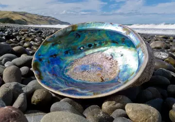 Muschelstruktur könnte die Grundlage für unzerbrechliches ...