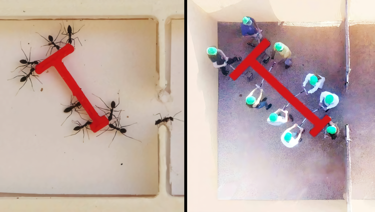 Ameisen gegen Menschen: Experiment zeigt, wer ...