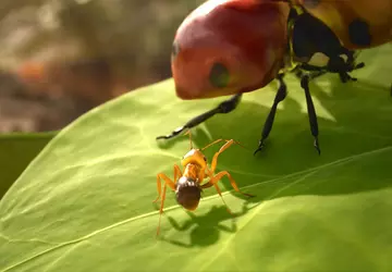 PlayStation 5- und Xbox-Series-Nutzer können eine ...