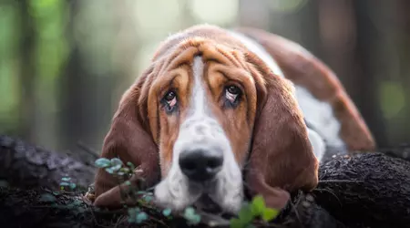 Hunde werden sich nicht mehr langweilen! Wissenschaftler haben eine Spielplattform entwickelt, um vierbeinige Spieler zu unterhalten