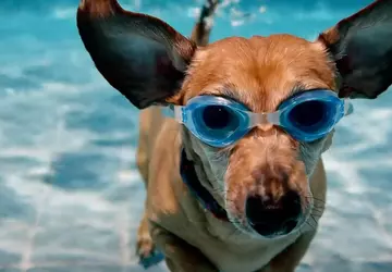 Veo 2 Videogenerierung zu Gemini Advance ...