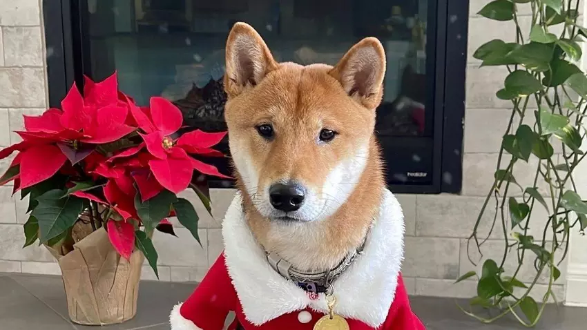 Der Santa Floki-Preis stieg nach der Veröffentlichung von Elon Musk um 18 610 %