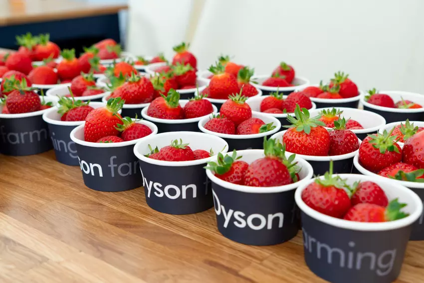 Herausgeberbemerkung: Erdbeeren, Staubsauger und britischer Surf - wie Dyson einen Bauernhof in ein Labor der Zukunft verwandelte