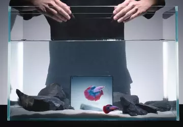 Vivo X Fold 5 faltbares Smartphone ...