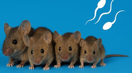 Mäuse ohne Mutter: Wissenschaftler haben gesunde Mäuse aus zwei Spermatozoen gezüchtet
