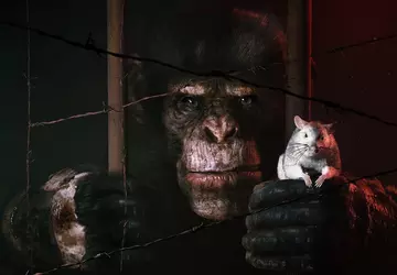 Ein intelligenter Affe, eine begleitende Ratte ...