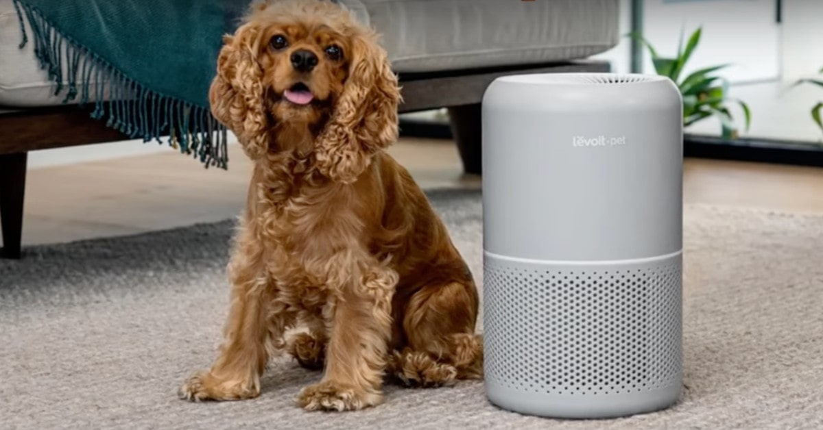 LEVOIT Core 300S luftreiniger für katzen-geruch