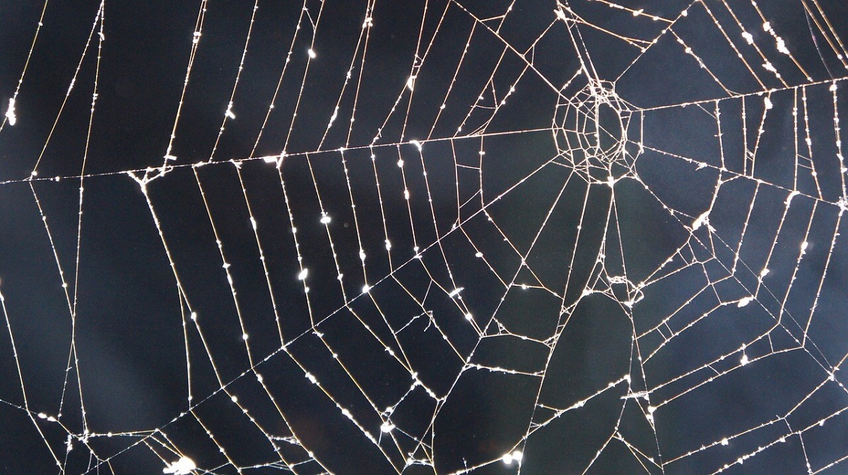 Kunstoptiker: Spinnennetzstrukturen in der Makrofotografie Einzigartige Fotos: So sieht die Welt durch die Linse im Netz aus