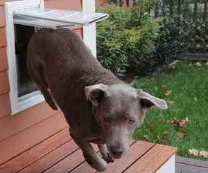 Endura Flap Double Flap Wall Mount Pet Door review