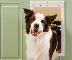 Pet-Safe-Kunststofftür für Haustiere mit weich getönter Klappe Testbericht