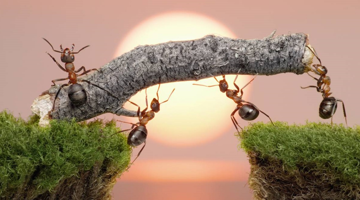 Fühlen Sie sich wie ein Insekt: Der Gameplay-Trailer zum ungewöhnlichen Strategiespiel Empire of the Ants wird präsentiert Fühlen Sie sich wie ein Insekt: Der Gameplay-Trailer zum ungewöhnlichen Strategiespiel Empire of the Ants wird präsentiert
