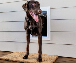 PetSafe New Wall Entry Hunde- und Katzentür Test