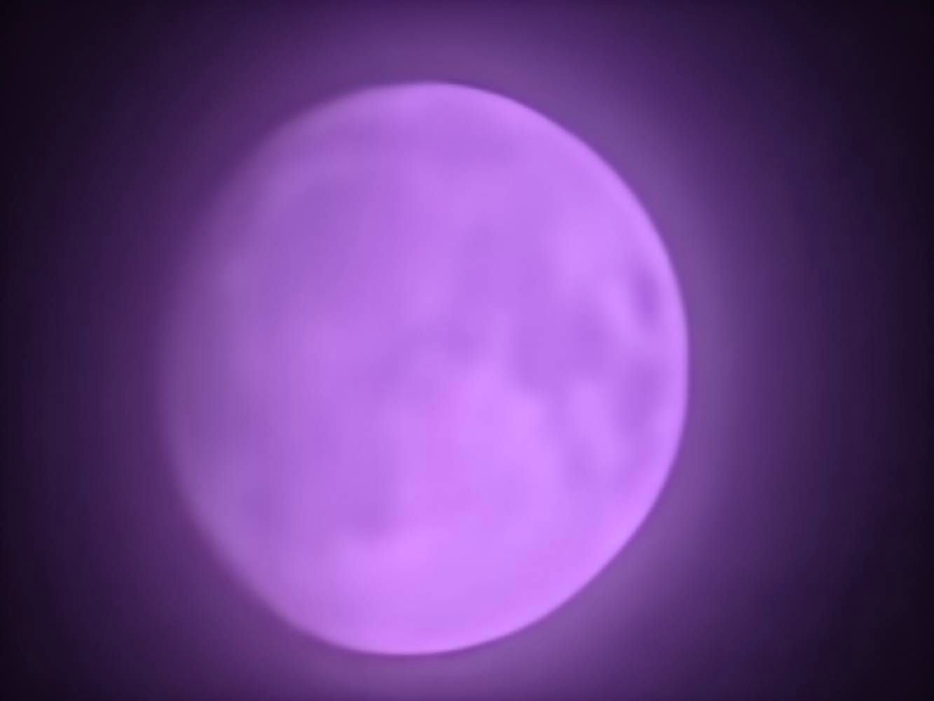 Foto des lila Mondes mit Zoom