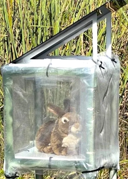 Ein robotisches Kaninchen in den Everglades.